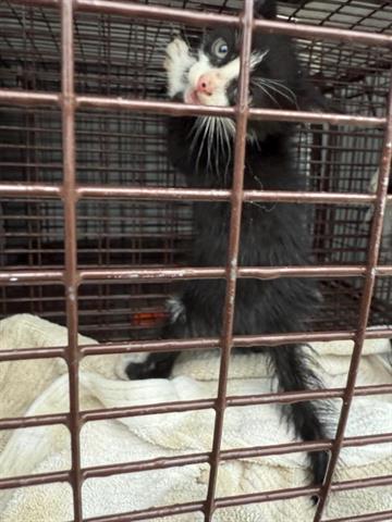 adoptable Cat in Houston, TX named A637942
