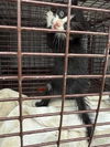 adoptable Cat in houston, TX named A637942
