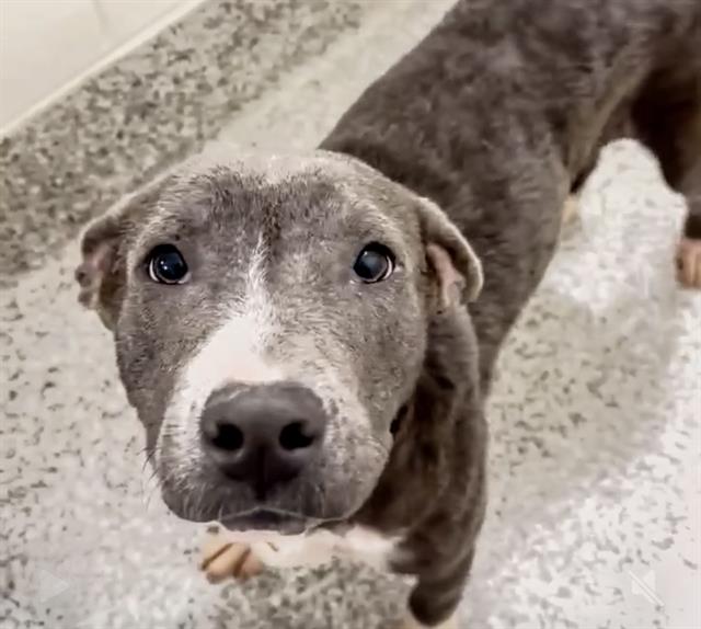 adoptable Dog in Houston, TX named MOUSE