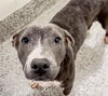 adoptable Dog in  named MOUSE