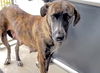 adoptable Dog in  named A637991