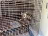 adoptable Cat in houston, TX named A637994