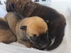adoptable Dog in  named A637995