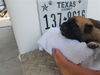 adoptable Dog in  named A637996