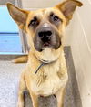 adoptable Dog in  named EVEREST