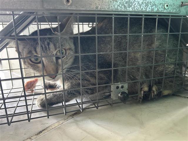 adoptable Cat in Houston, TX named A638011