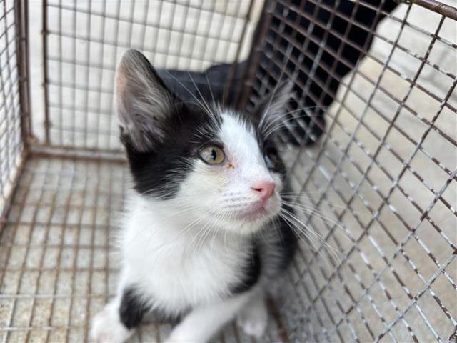 adoptable Cat in Houston, TX named A638025