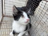 adoptable Cat in houston, TX named A638025