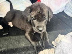 adoptable Dog in Houston, TX named SELAH