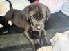 adoptable Dog in  named SELAH