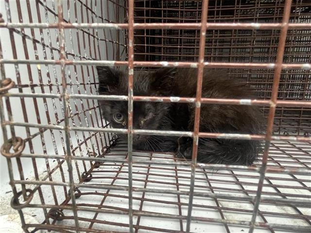adoptable Cat in Houston, TX named A638049
