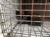 adoptable Cat in houston, TX named A638049