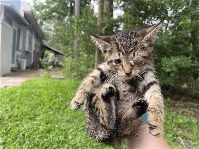 adoptable Cat in Houston, TX named A638050