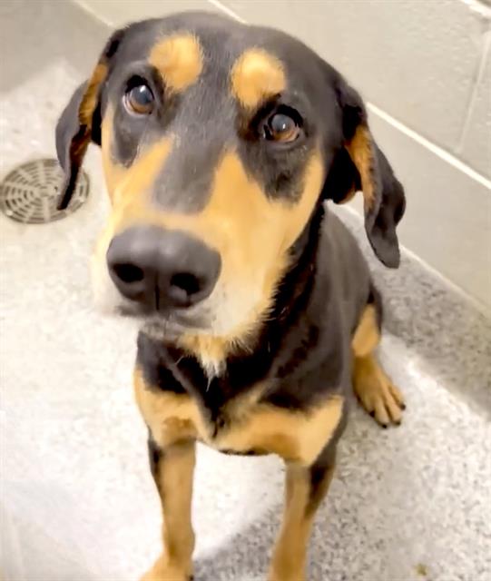 adoptable Dog in Houston, TX named HURON