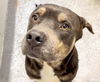 adoptable Dog in  named ONTARIO
