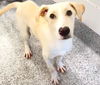 adoptable Dog in  named JELLYBEAN