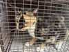 adoptable Cat in houston, TX named A638083