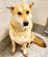 adoptable Dog in  named SIMBA