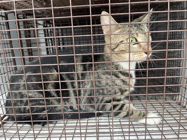 adoptable Cat in Houston, TX named A638204