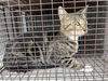 adoptable Cat in houston, TX named A638204