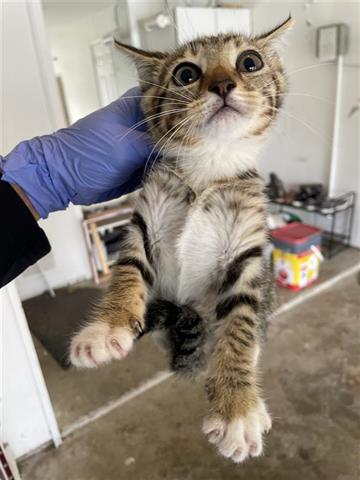 adoptable Cat in Houston, TX named A638206