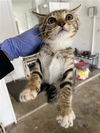 adoptable Cat in houston, TX named A638206