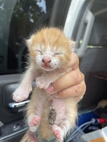 adoptable Cat in Houston, TX named A637743
