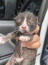 adoptable Cat in houston, TX named A637744