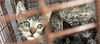 adoptable Cat in houston, TX named A638246