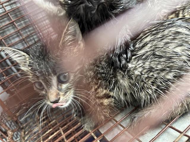 adoptable Cat in Houston, TX named A638248