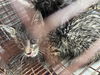 adoptable Cat in houston, TX named A638248