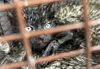 adoptable Cat in houston, TX named A638249