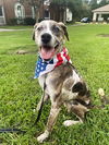 adoptable Dog in  named ALBUS