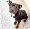 adoptable Dog in  named CINDY