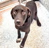 adoptable Dog in  named SCRAPPY