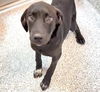 adoptable Dog in  named SCRAPPY