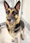 adoptable Dog in  named XENA