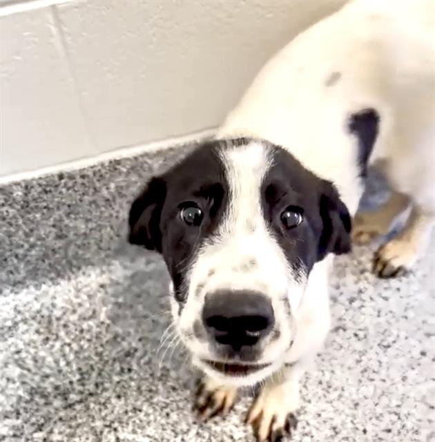 adoptable Dog in Houston, TX named OREO