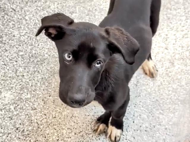 adoptable Dog in Houston, TX named CINDERELLA