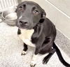 adoptable Dog in  named KIMMIE