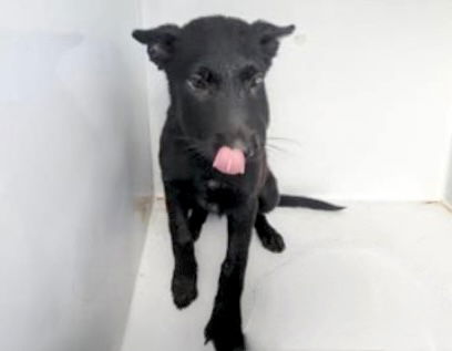 adoptable Dog in Houston, TX named A638339
