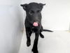 adoptable Dog in  named A638339