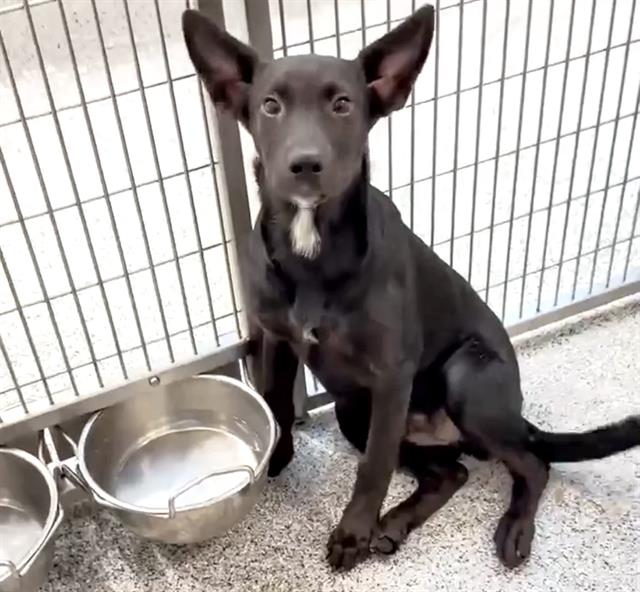 adoptable Dog in Houston, TX named FIONA