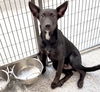 adoptable Dog in  named FIONA