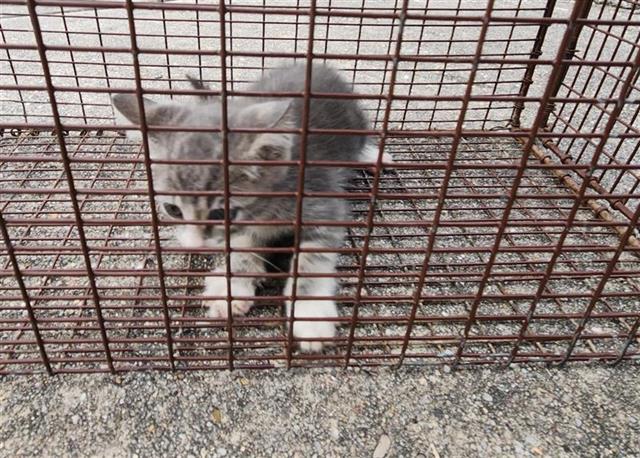 adoptable Cat in Houston, TX named A638367