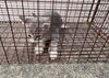 adoptable Cat in houston, TX named A638367