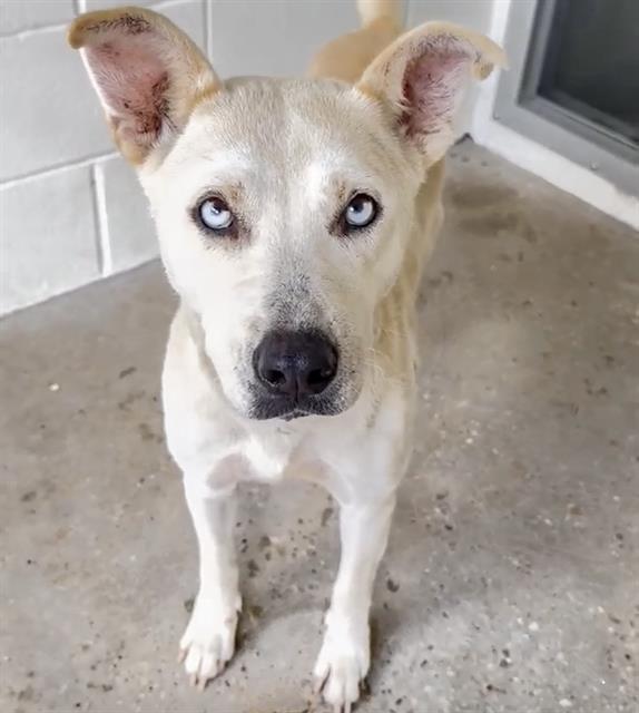 adoptable Dog in Houston, TX named BETTY