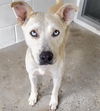 adoptable Dog in  named BETTY