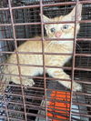 adoptable Cat in houston, TX named A638418