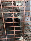adoptable Cat in houston, TX named A638419